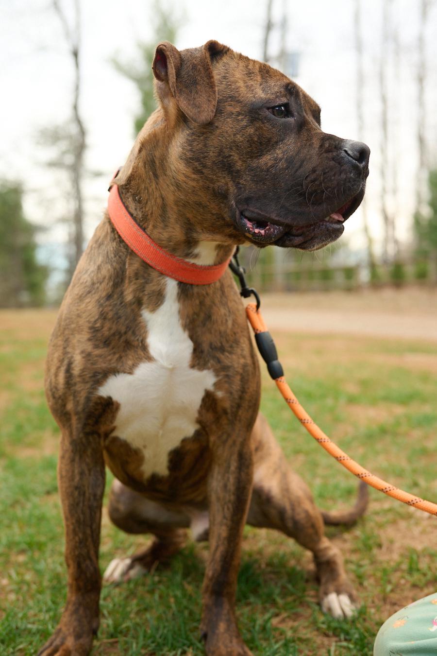 Enlarge Bandit *Community Post*, a ADOPTABLE mixed breed in Floyd, VA image 5/6
