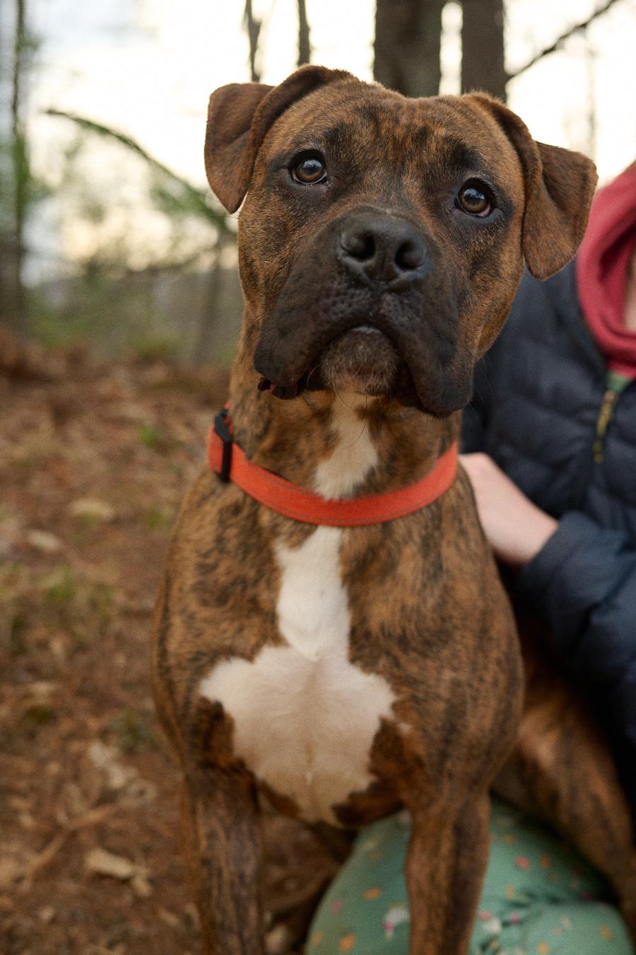 Enlarge Bandit *Community Post*, a ADOPTABLE mixed breed in Floyd, VA image 3/6