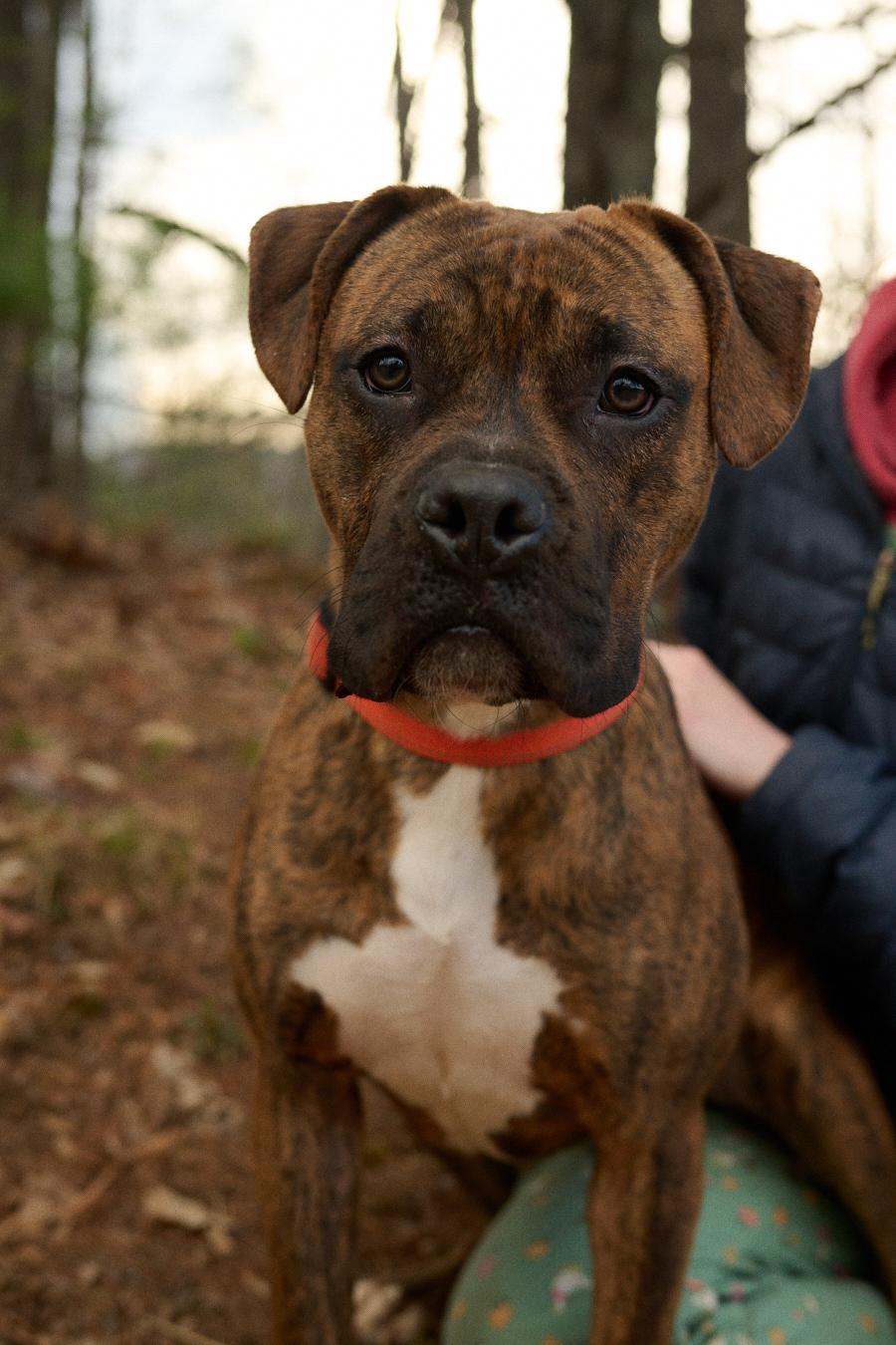 Enlarge Bandit *Community Post*, a ADOPTABLE mixed breed in Floyd, VA image 2/6