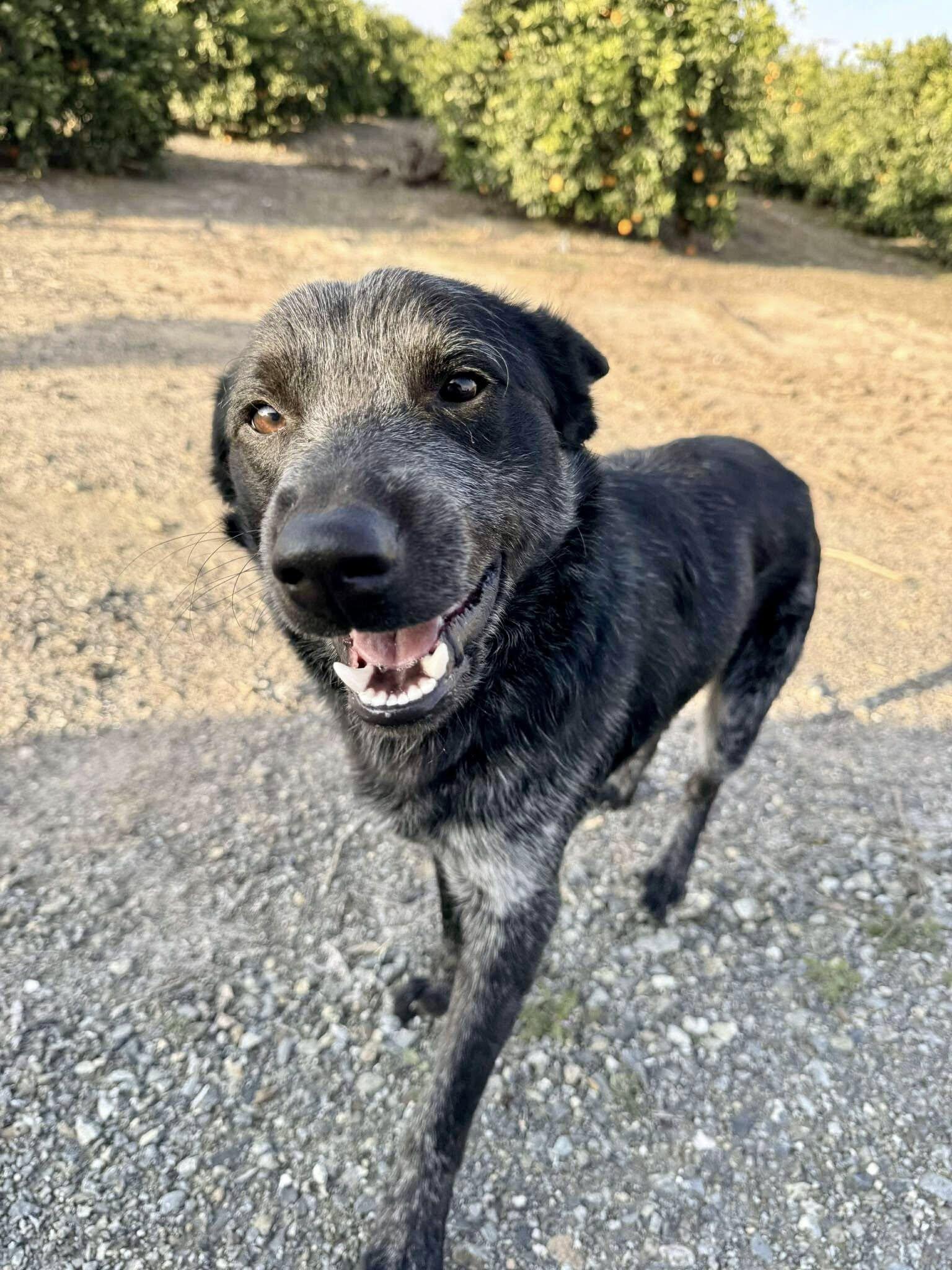 Benito, a Adopted Australian Cattle Dog / Blue Heeler in Paso Robles, CA image 1/3