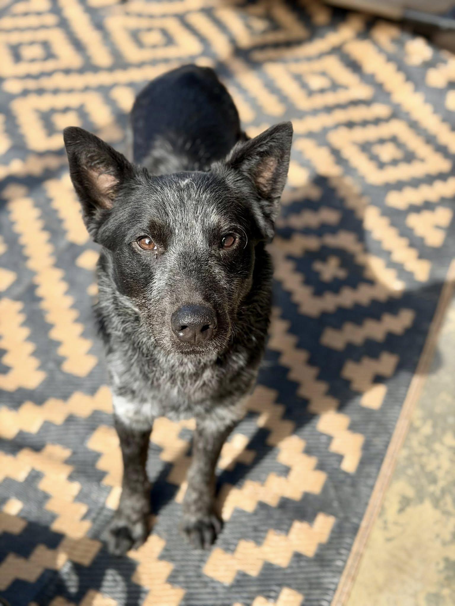 Benito, a Adopted Australian Cattle Dog / Blue Heeler in Paso Robles, CA image 2/3