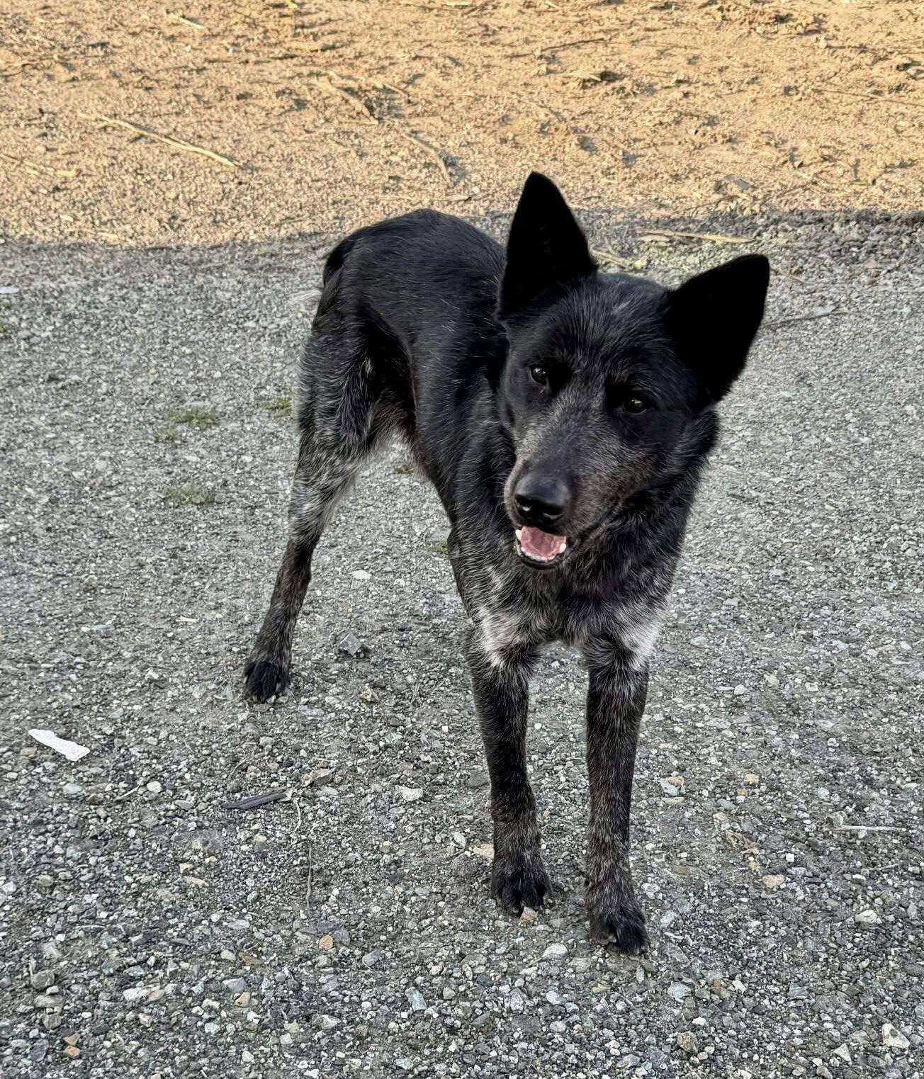 Benito, a Adopted Australian Cattle Dog / Blue Heeler in Paso Robles, CA image 3/3