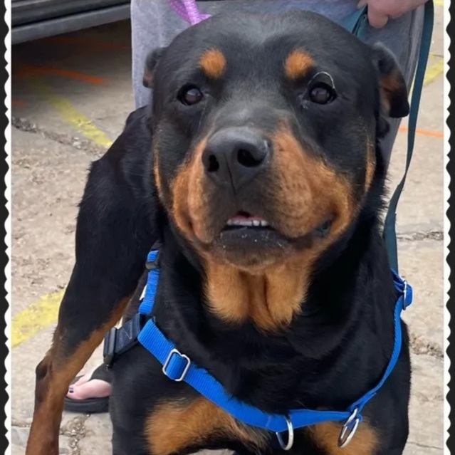 Slaton , Adult Male Rottweiler
