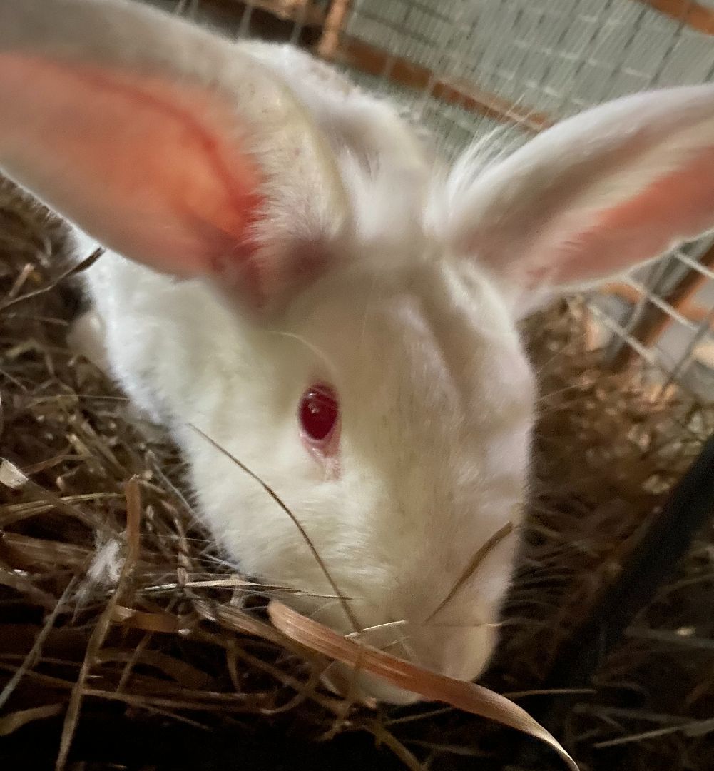 Pearl, an adopted mixed breed in Brainerd, MN image 3/6