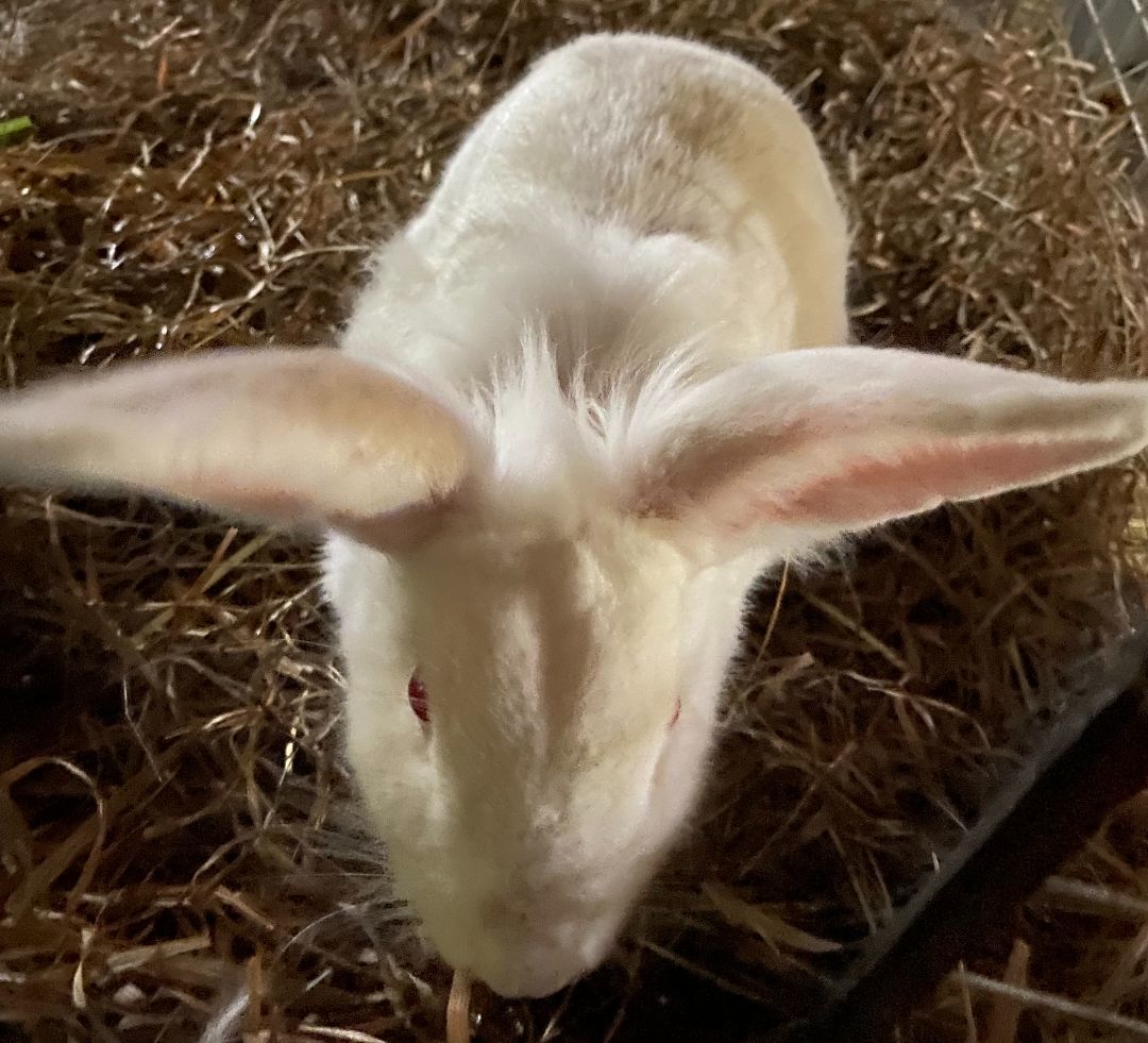 Pearl, an adopted mixed breed in Brainerd, MN image 4/6