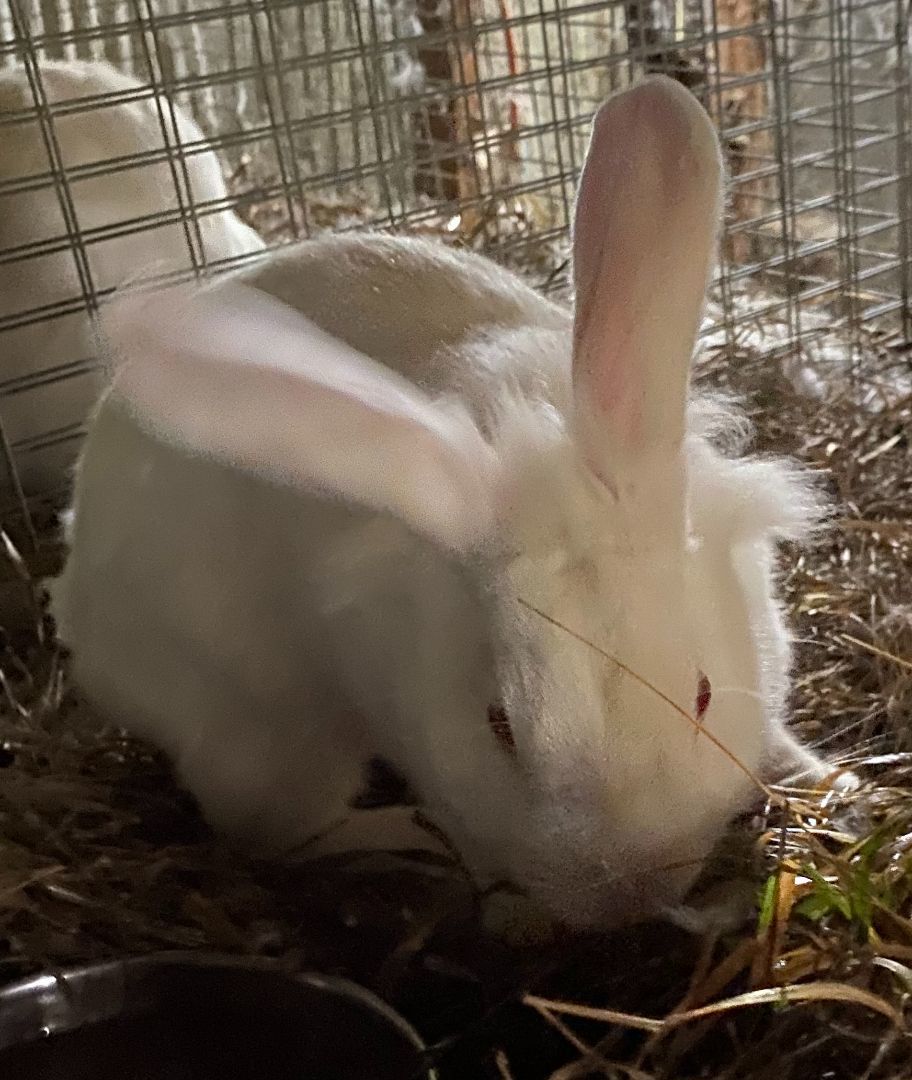 Pearl, an adopted mixed breed in Brainerd, MN image 5/6