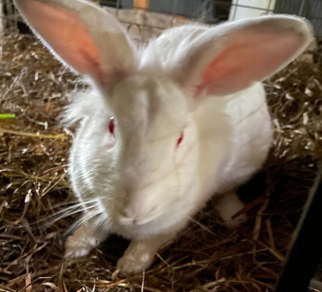 Pearl, an adopted mixed breed in Brainerd, MN image 2/6