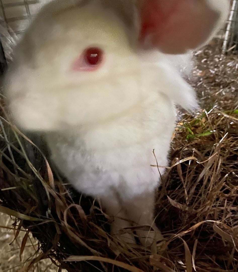 Pearl, an adopted mixed breed in Brainerd, MN image 6/6