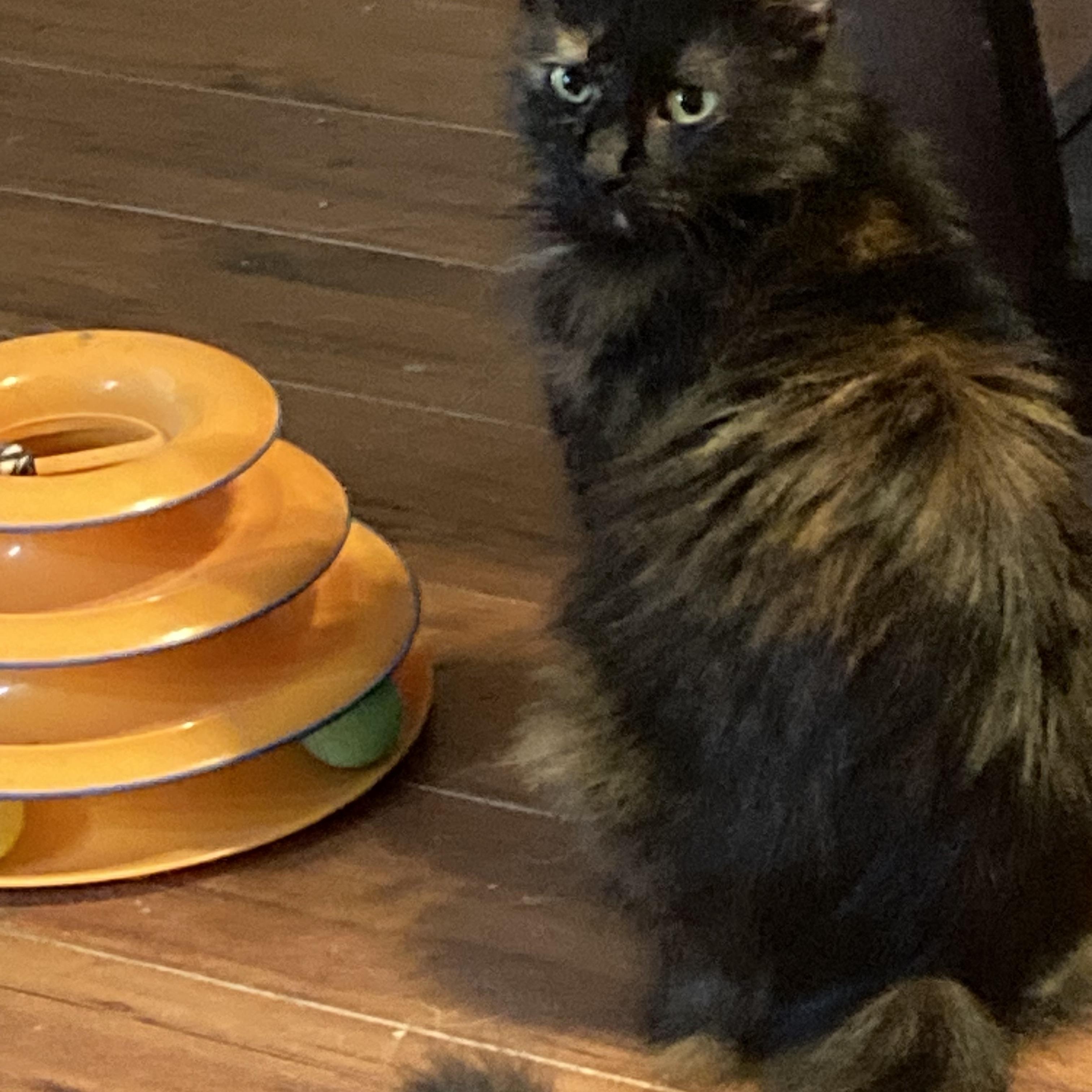 Pandora, ADOPTABLE, Young Female Domestic Long Hair.