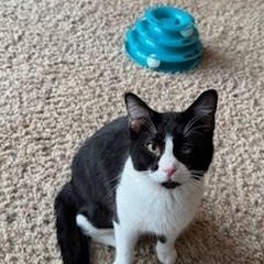 Nike, Adoptable, Young Male Tuxedo.