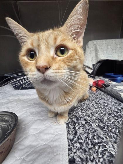 Amel, Adoptable, Adult Male Domestic Short Hair & Domestic Short Hair.