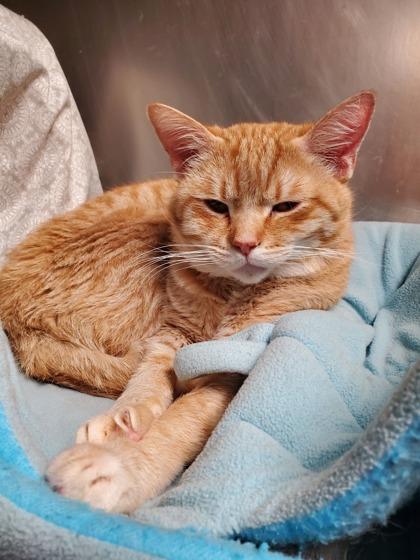 Enlarge Amel, a Adoptable mixed breed in Shawano, WI image 2/2