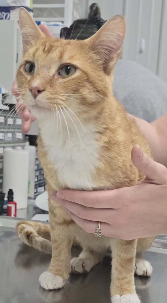 Boots, Adoptable, Young Male Domestic Short Hair.