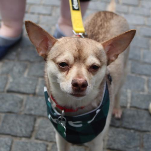 Enlarge Todd, a Adoptable mixed breed in Washington, DC image 2/6