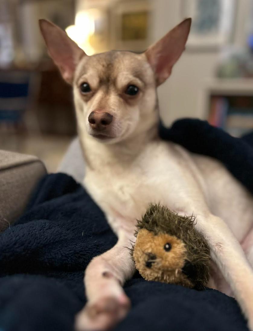 Enlarge Todd, a Adoptable mixed breed in Washington, DC image 2/6