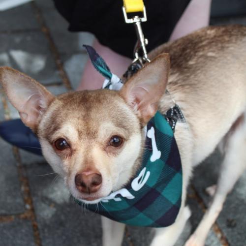 Enlarge Todd, a Adoptable mixed breed in Washington, DC image 3/6