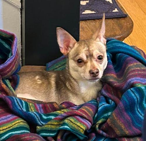 Todd, Adoptable, Adult Male Chihuahua & Mixed Breed.