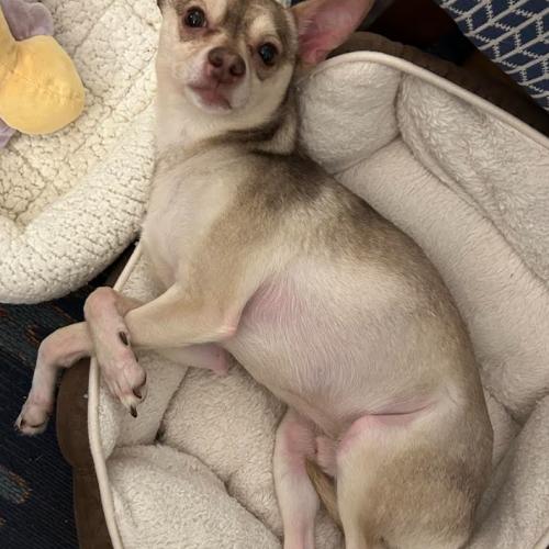 Enlarge Todd, a Adoptable mixed breed in Washington, DC image 5/6