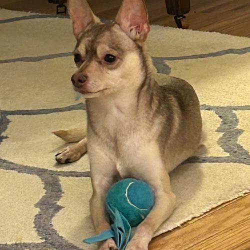 Enlarge Todd, a Adoptable mixed breed in Washington, DC image 6/6