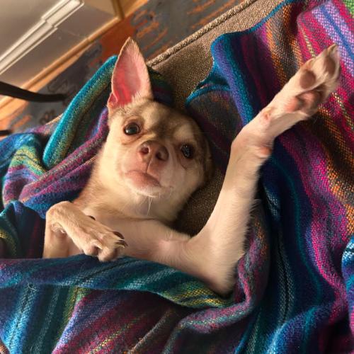 Enlarge Todd, a Adoptable mixed breed in Washington, DC image 4/6