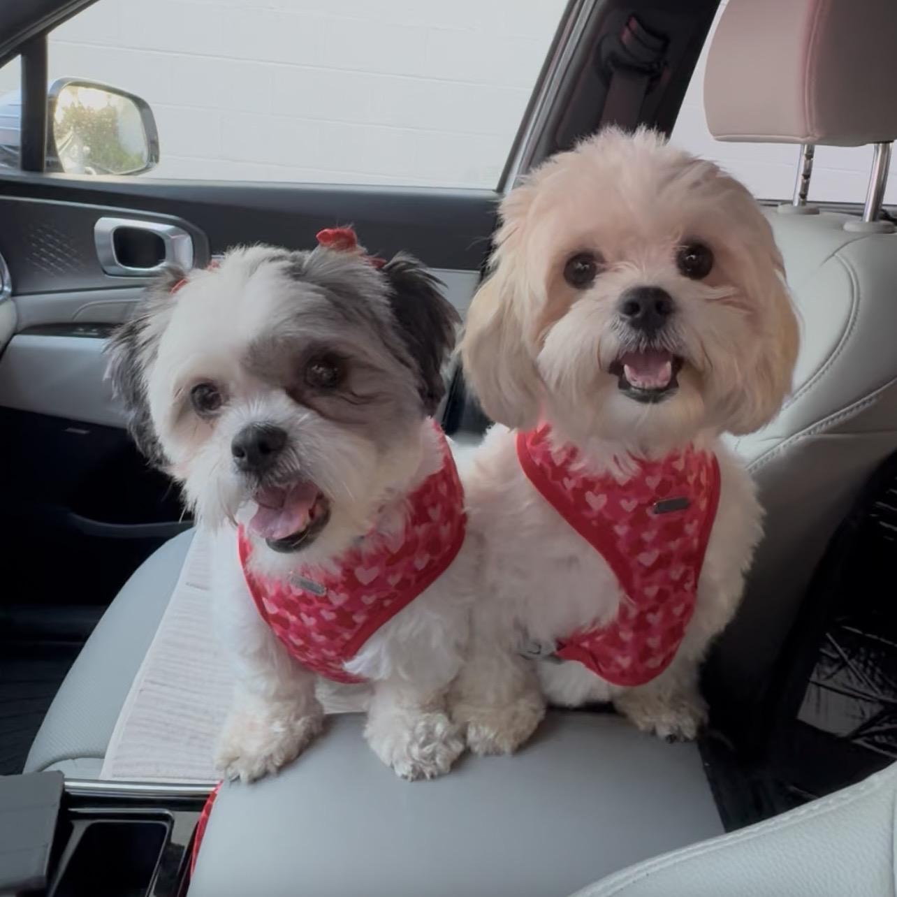 Enlarge Oreo and Mocha, a Adoptable mixed breed in San Diego, CA image 1/6
