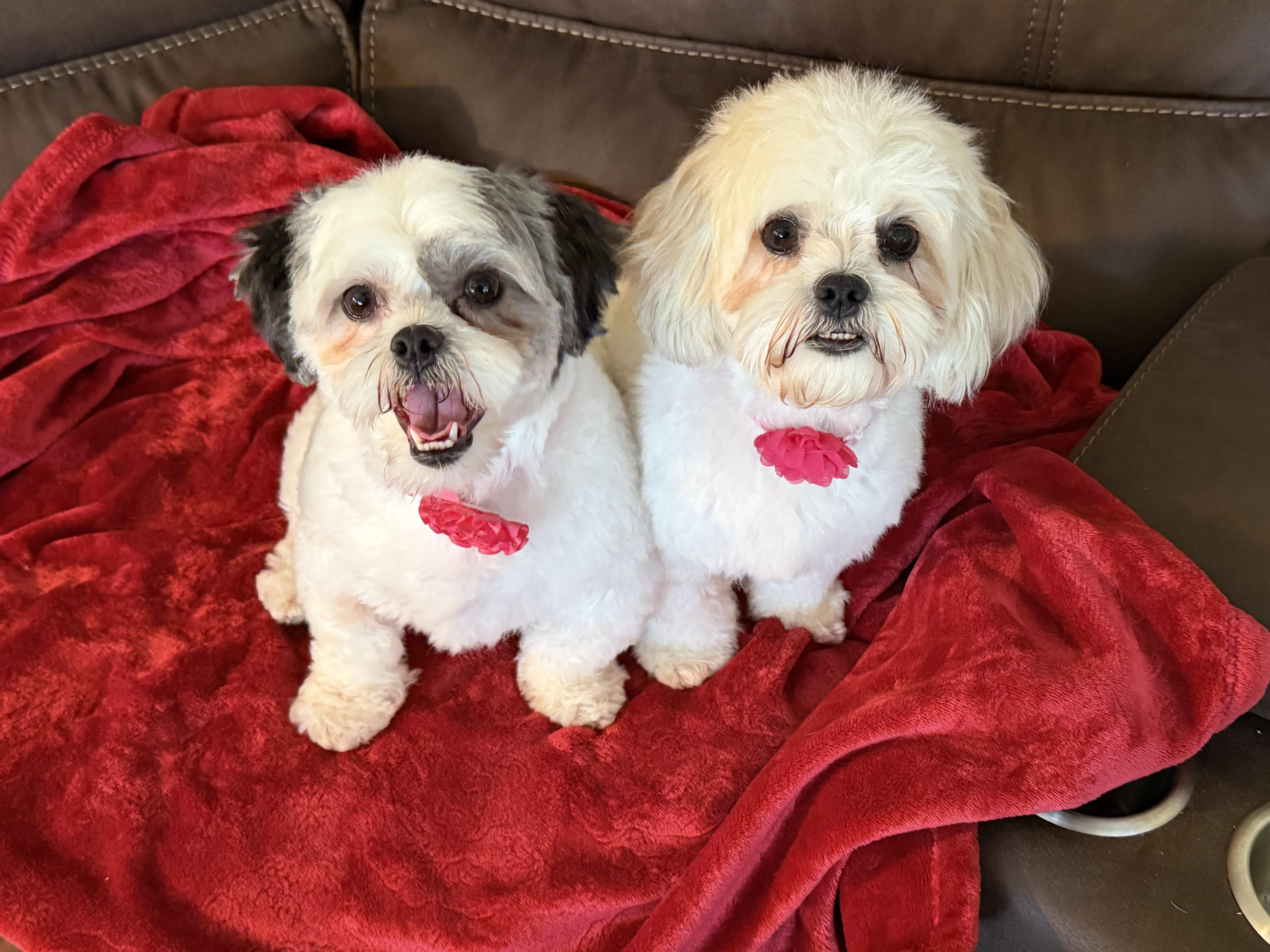 Enlarge Oreo and Mocha, a Adoptable mixed breed in San Diego, CA image 3/6