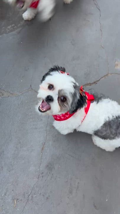 Enlarge Oreo and Mocha, a Adoptable mixed breed in San Diego, CA video 5/6