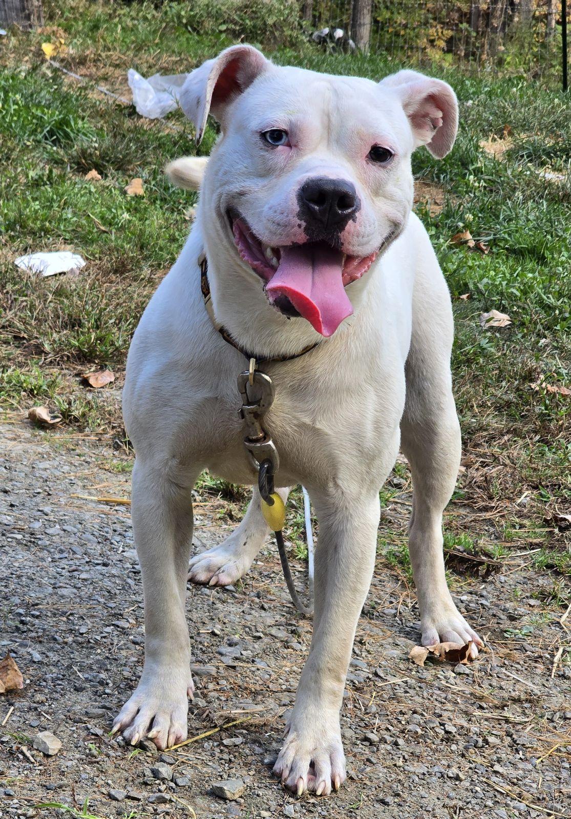 Enlarge Thor, a Adoptable Mixed Breed in Vassalboro, ME image 1/1