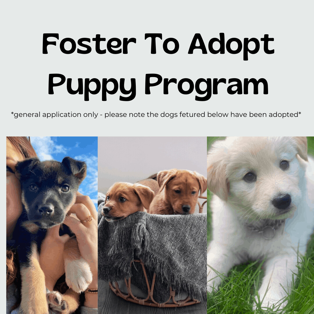 Enlarge General Puppy Application, a Adoptable mixed breed in Toronto, ON image 1/2