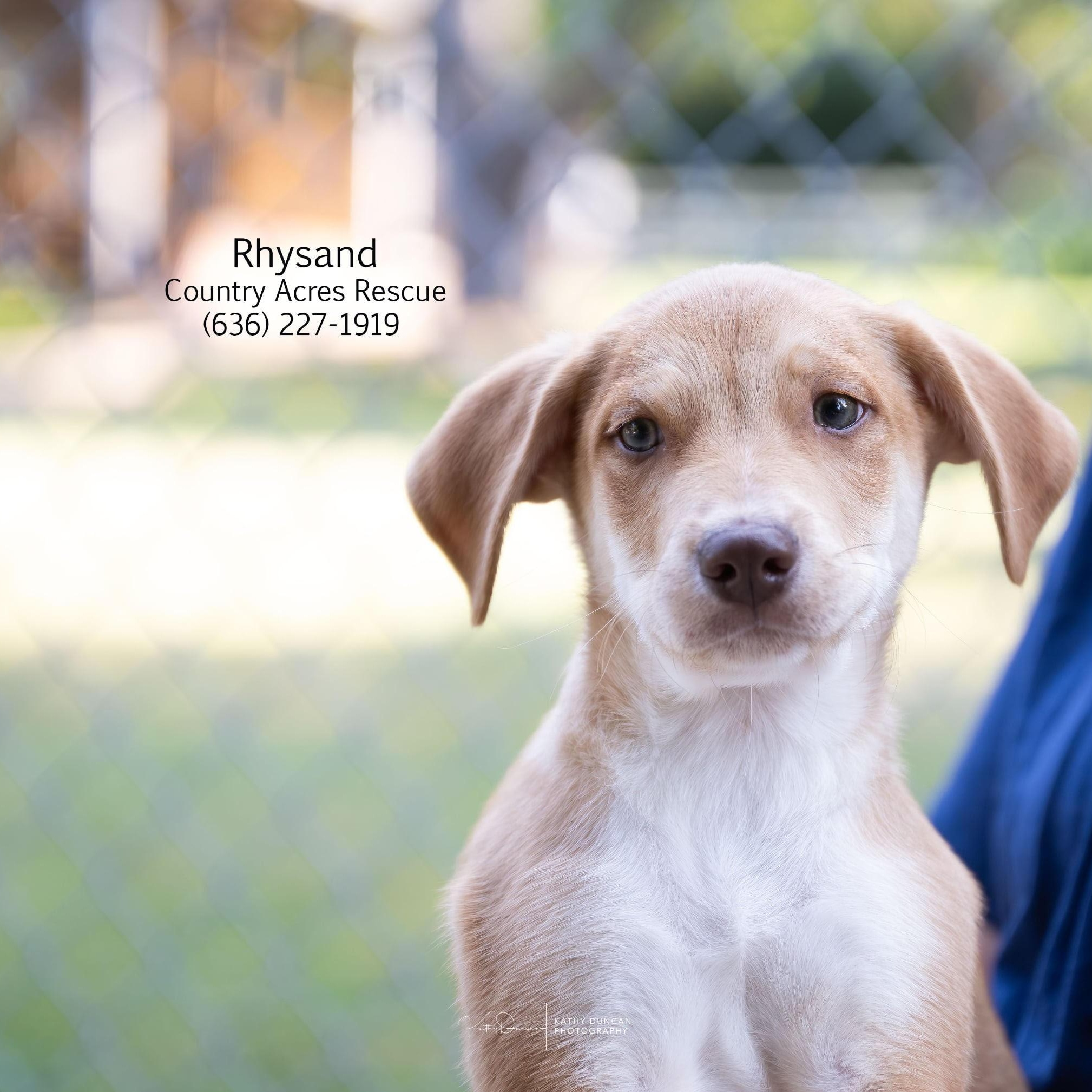 Rhysand