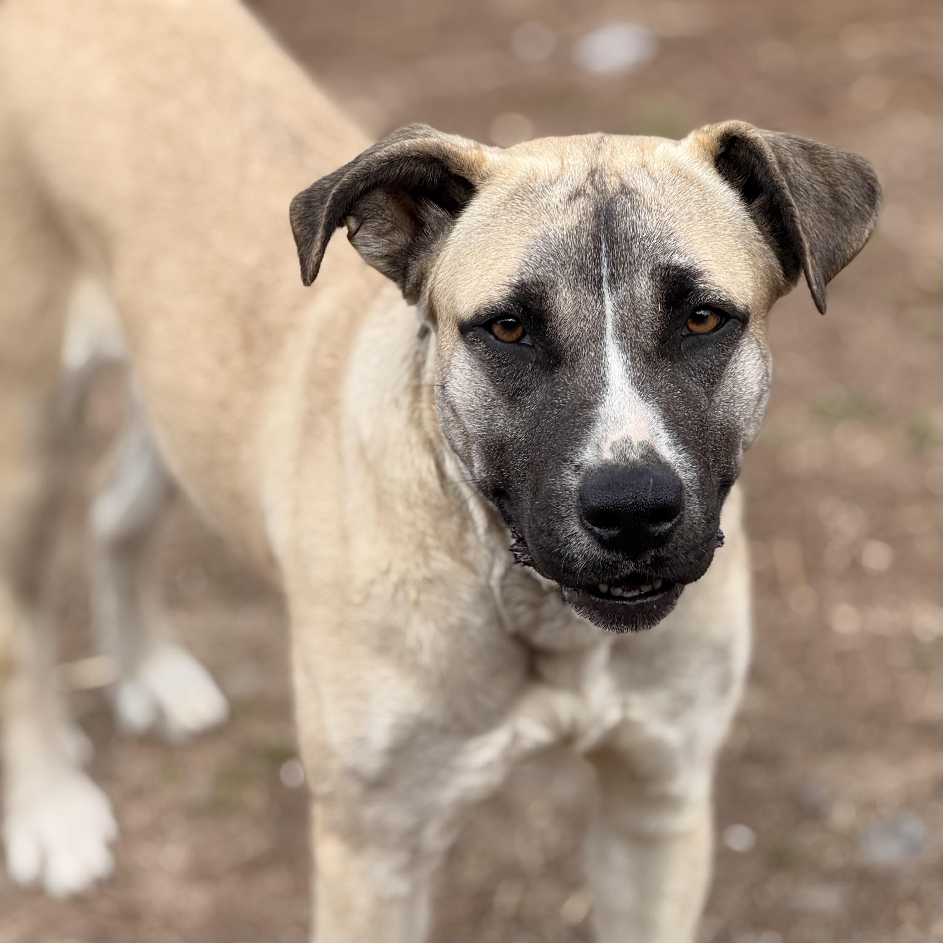 Enlarge Frances, an adopted mixed breed in Davenport, IA image 3/6