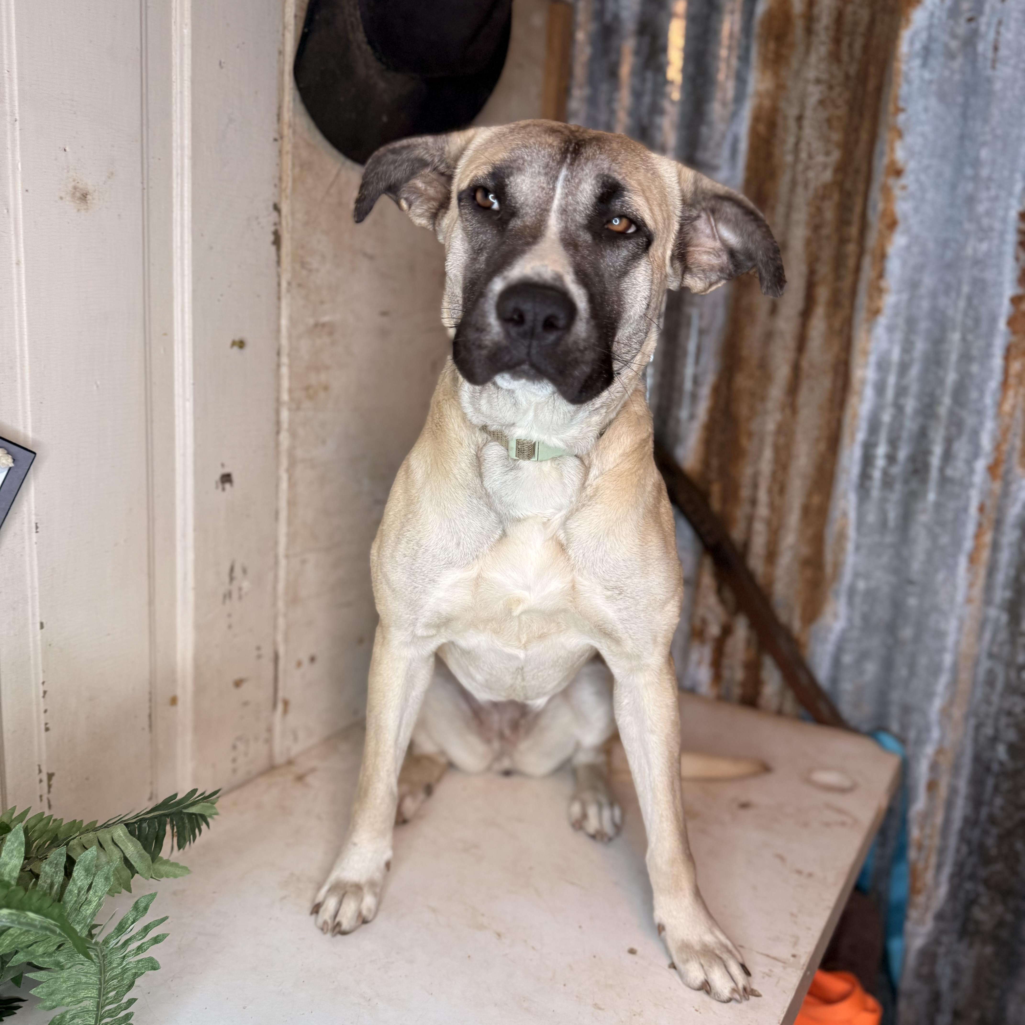 Enlarge Frances, an adopted mixed breed in Davenport, IA image 6/6