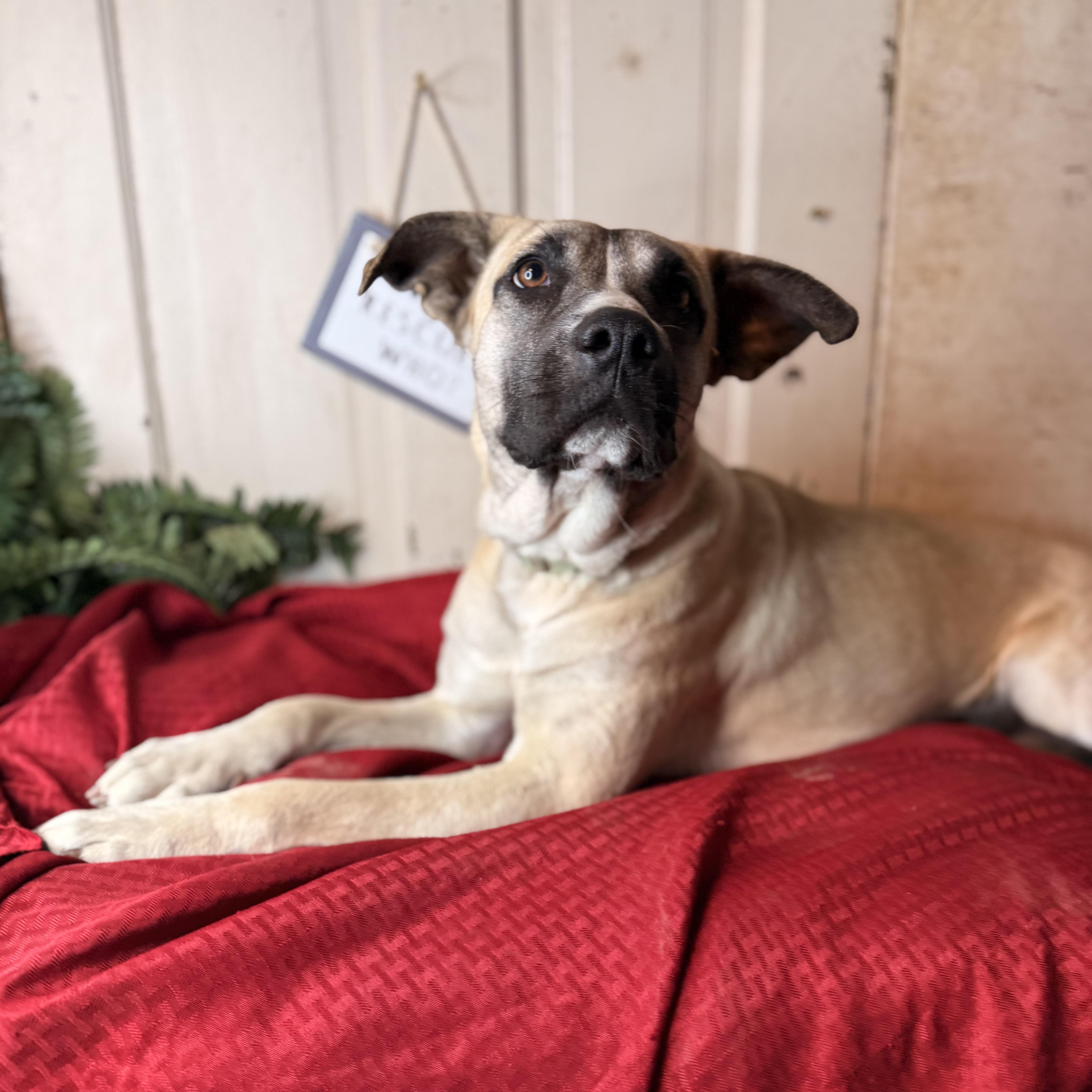 Enlarge Frances, an adopted mixed breed in Davenport, IA image 1/6