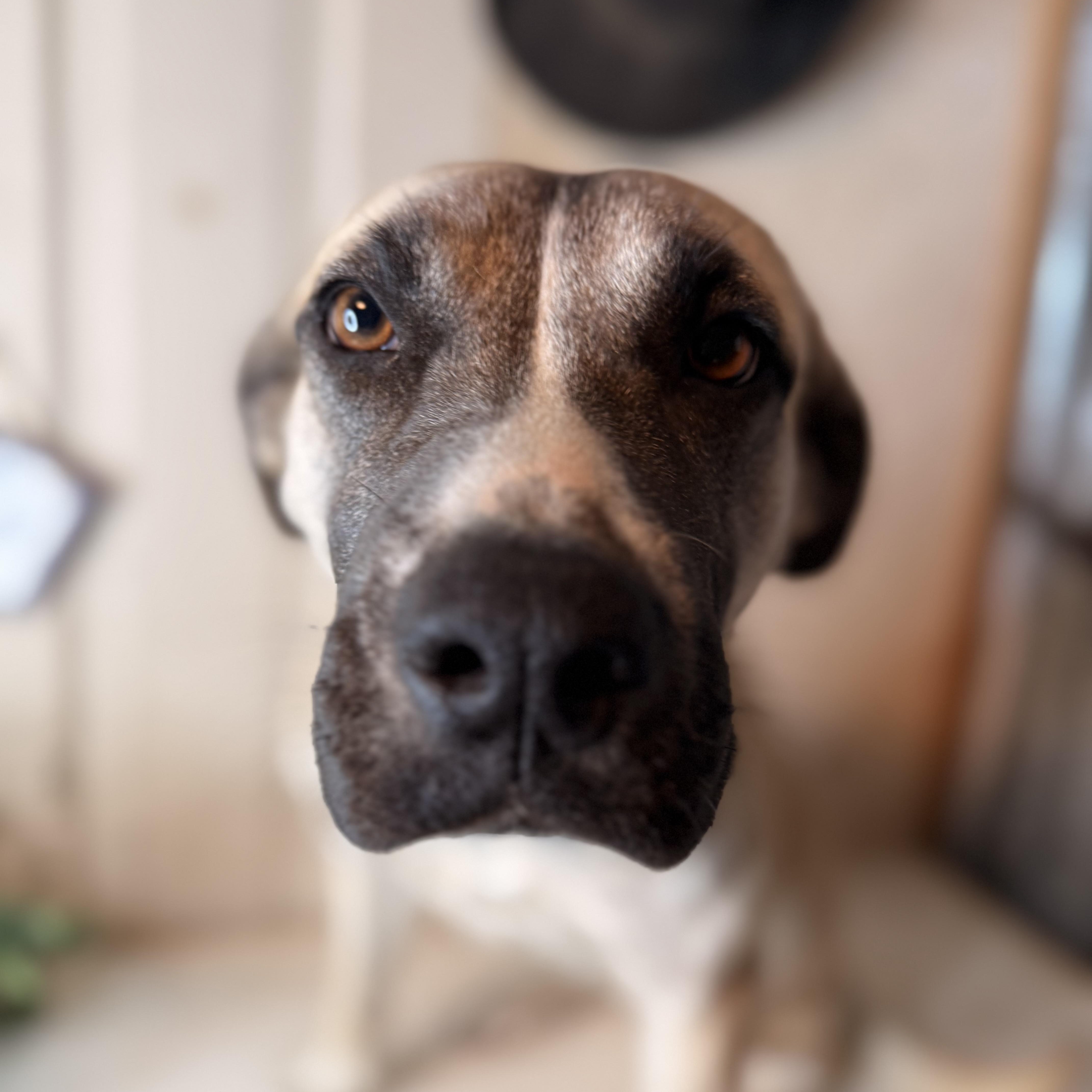 Enlarge Frances, an adopted mixed breed in Davenport, IA image 5/6