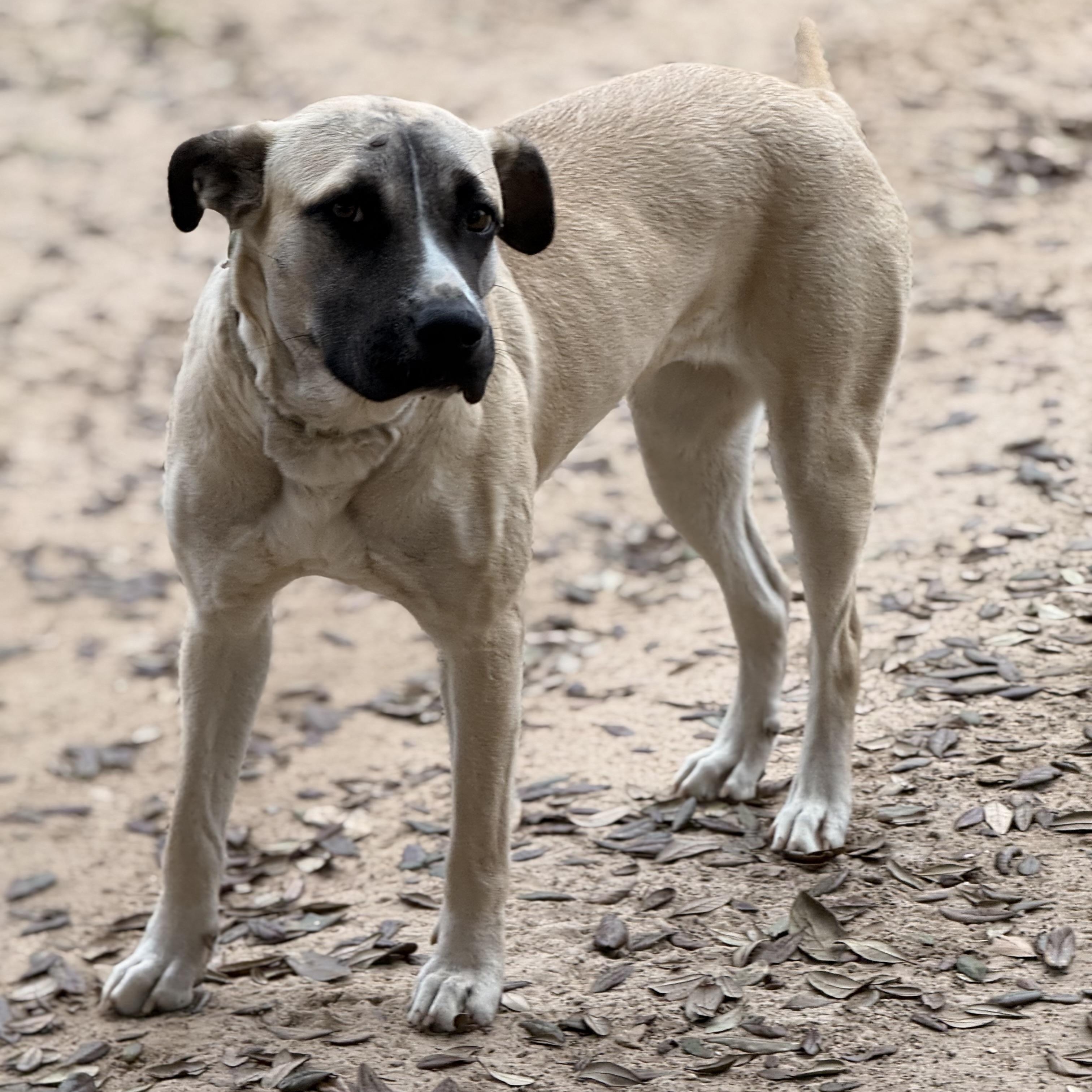 Enlarge Frances, an adopted mixed breed in Davenport, IA image 2/6