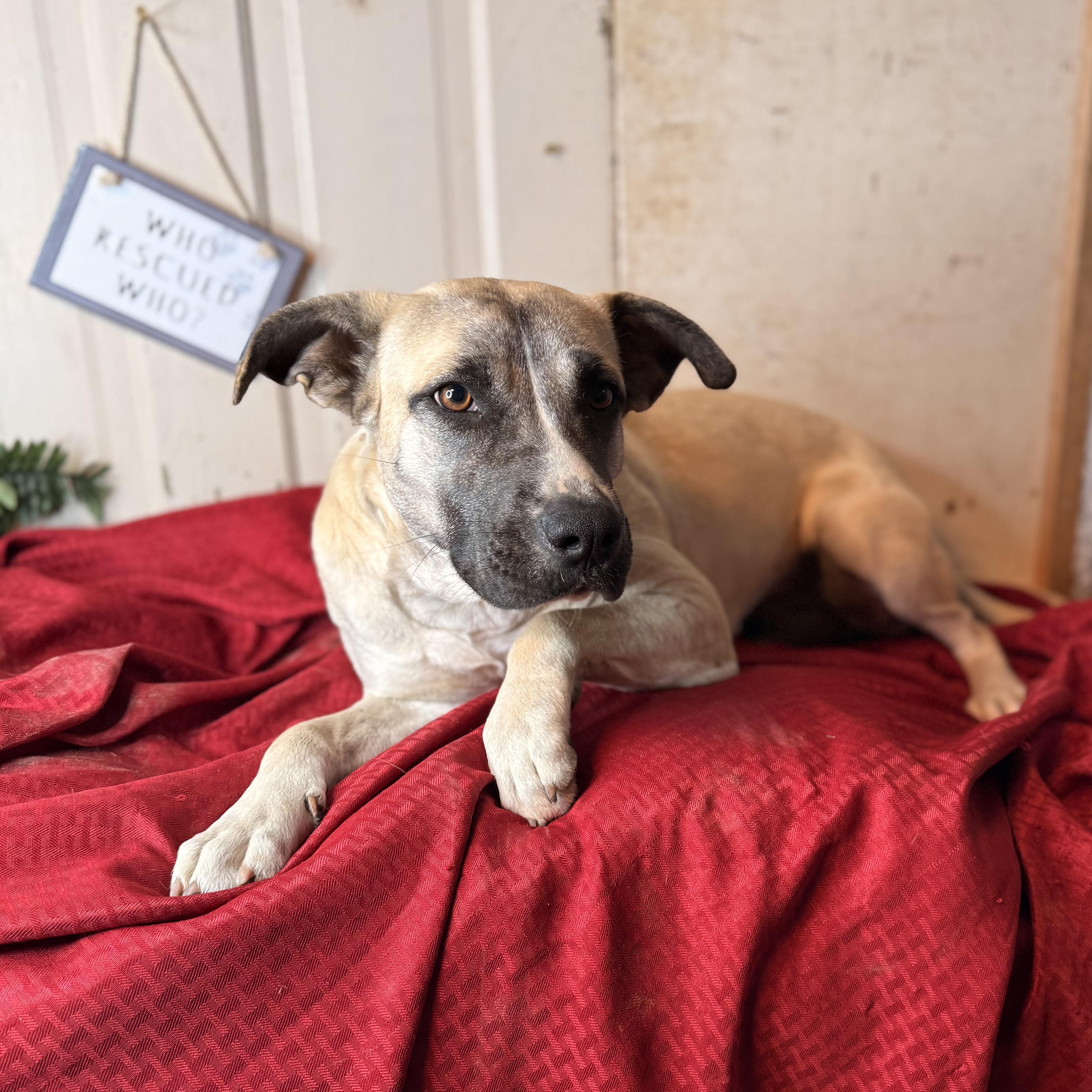 Enlarge Frances, an adopted mixed breed in Davenport, IA image 4/6