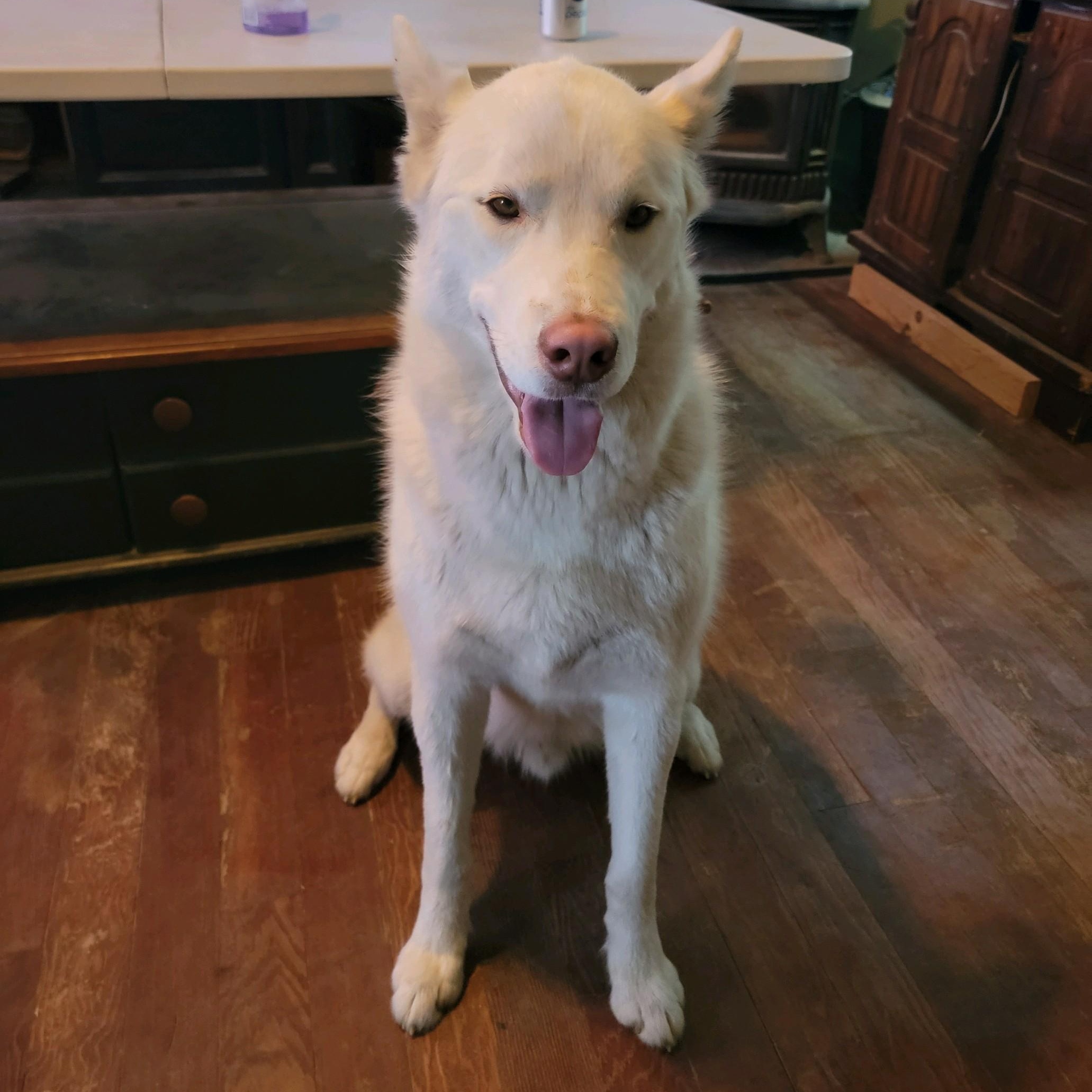 Koda, an adoptable Siberian Husky in Thayne, WY, 83127 | Photo Image 5