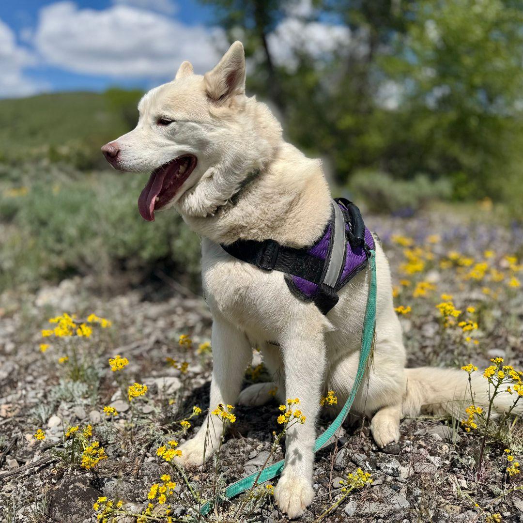 Koda, an adoptable Siberian Husky in Thayne, WY, 83127 | Photo Image 2