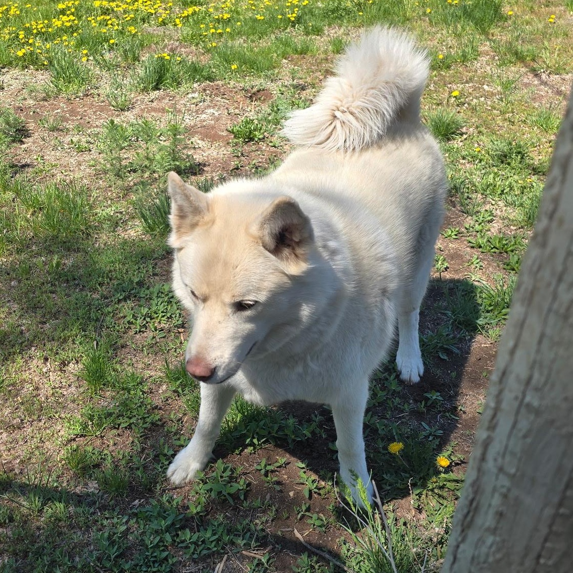 Koda, an adoptable Siberian Husky in Thayne, WY, 83127 | Photo Image 3