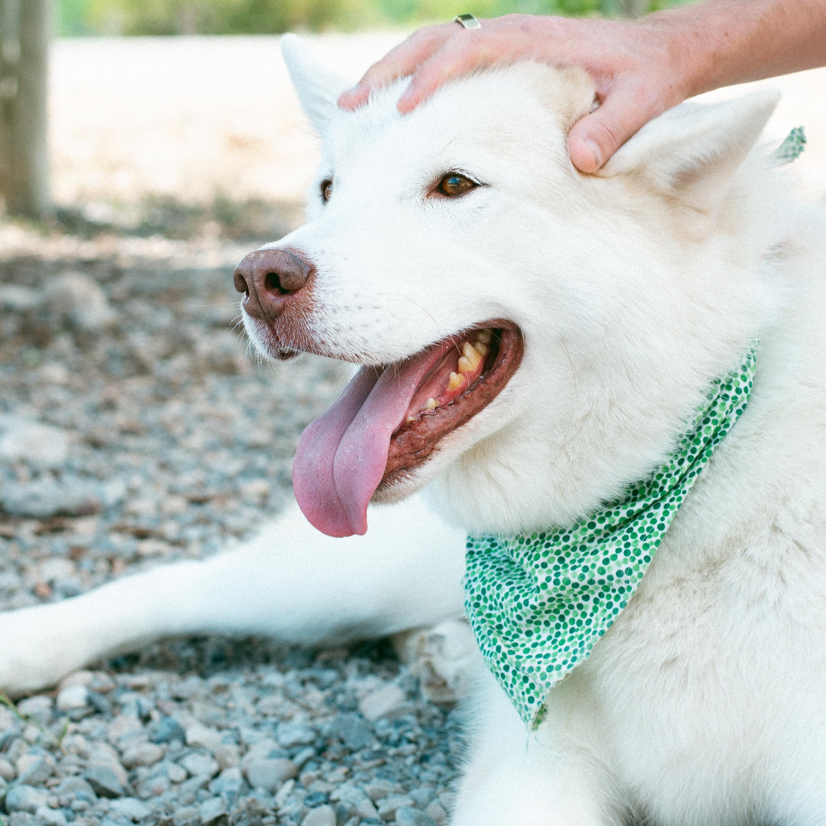 Koda