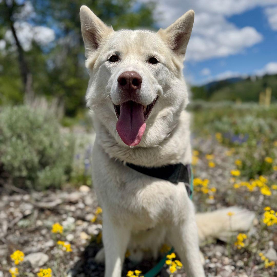Koda, an adoptable Siberian Husky in Thayne, WY, 83127 | Photo Image 1