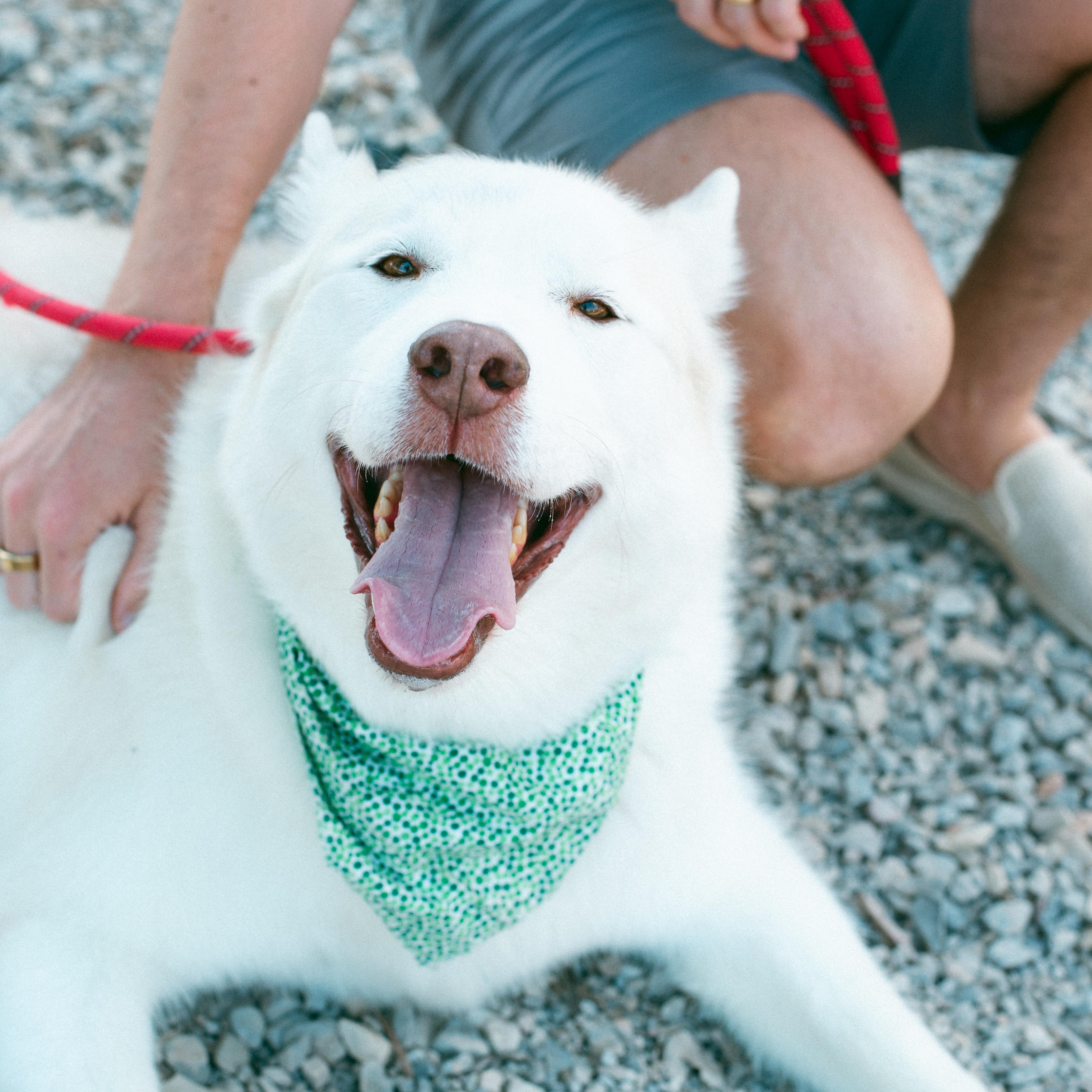 Koda photo 4