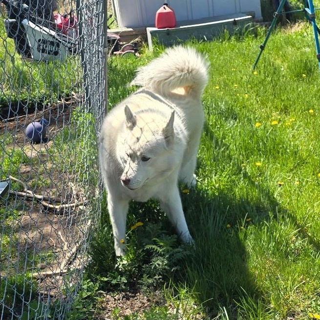 Koda, an adoptable Siberian Husky in Thayne, WY, 83127 | Photo Image 4