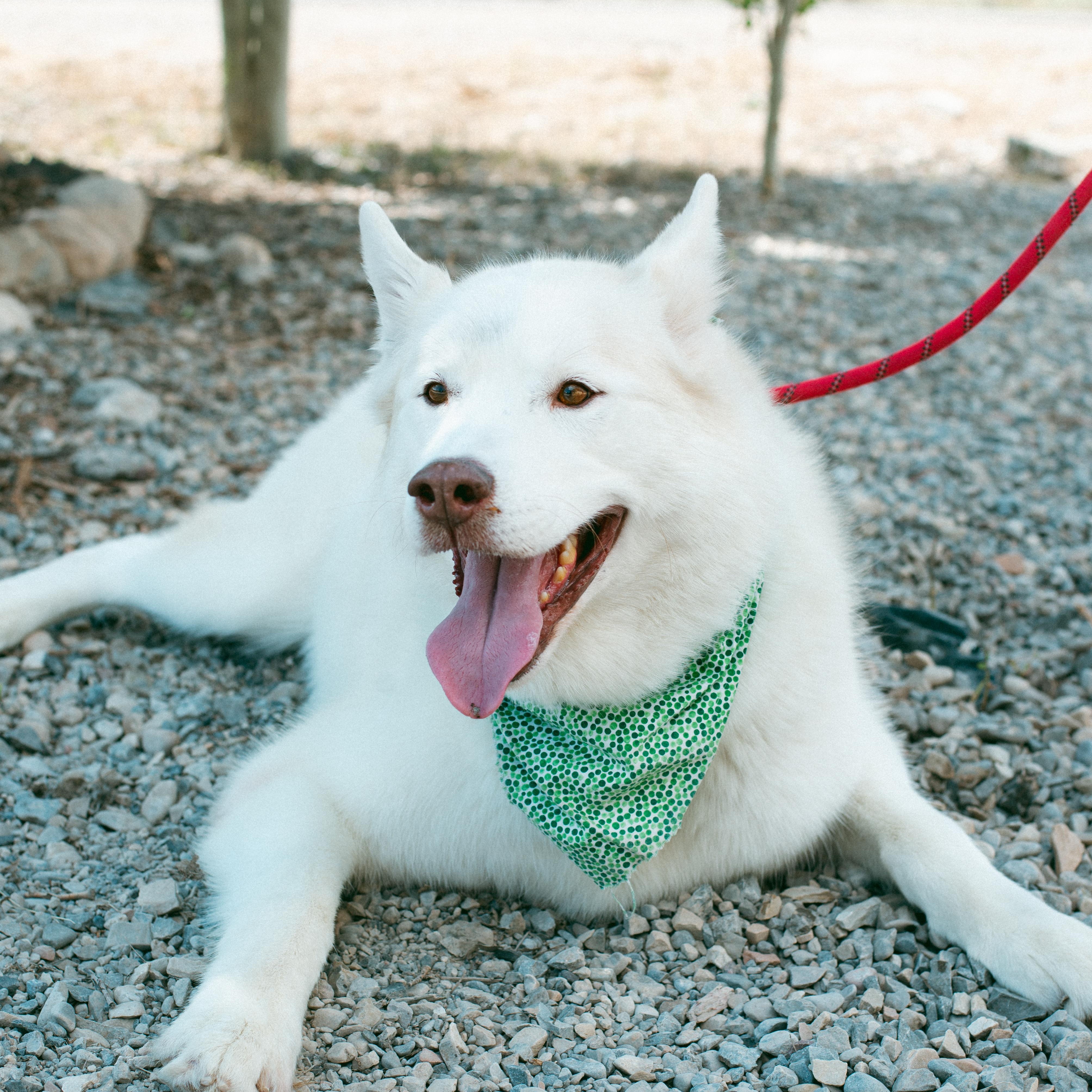 Koda photo 5