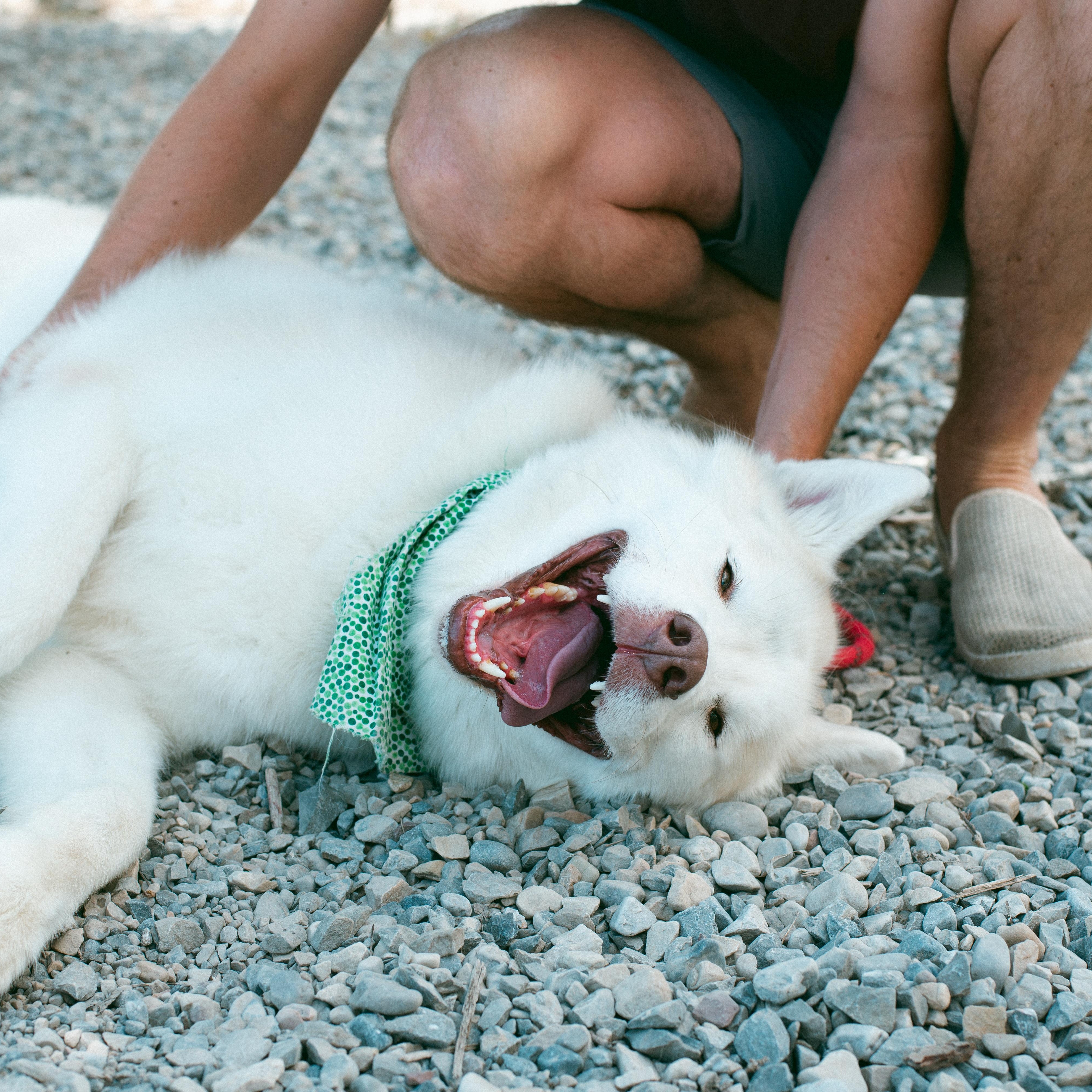 Koda photo 6