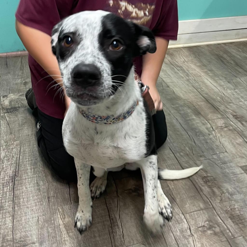 Milla, Adoptable, Adult Female Hound & Mixed Breed.