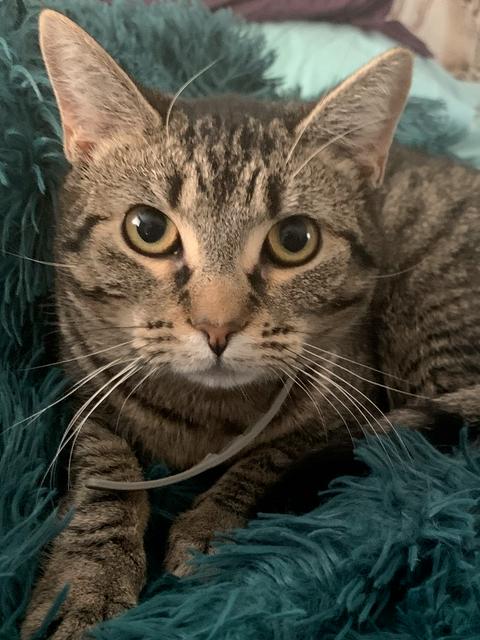 Jane Honda, Adoptable, Adult Female Domestic Short Hair.