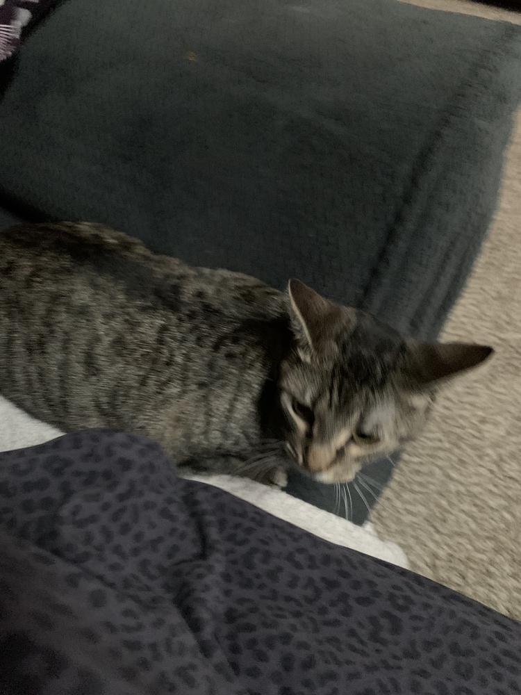 Jane Honda, a Adoptable Domestic Short Hair in Dayton, OH image 2/3