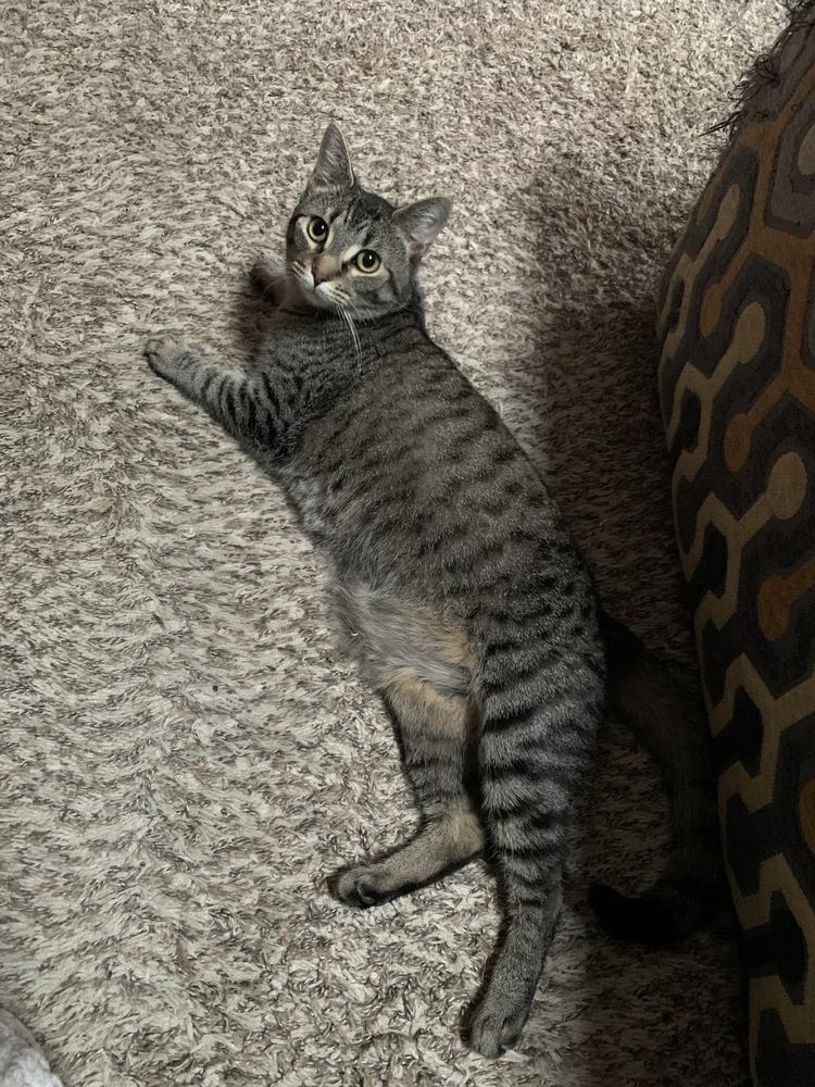 Jane Honda, a Adoptable Domestic Short Hair in Dayton, OH image 3/3