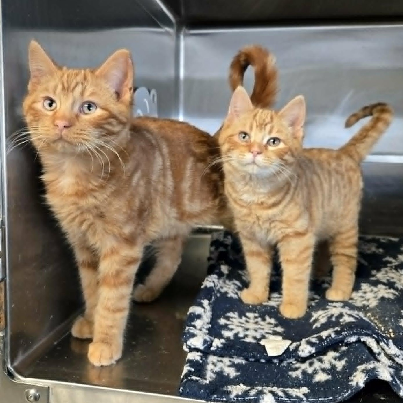 Chadley, a ADOPTABLE Domestic Short Hair in Watertown, WI image 3/3